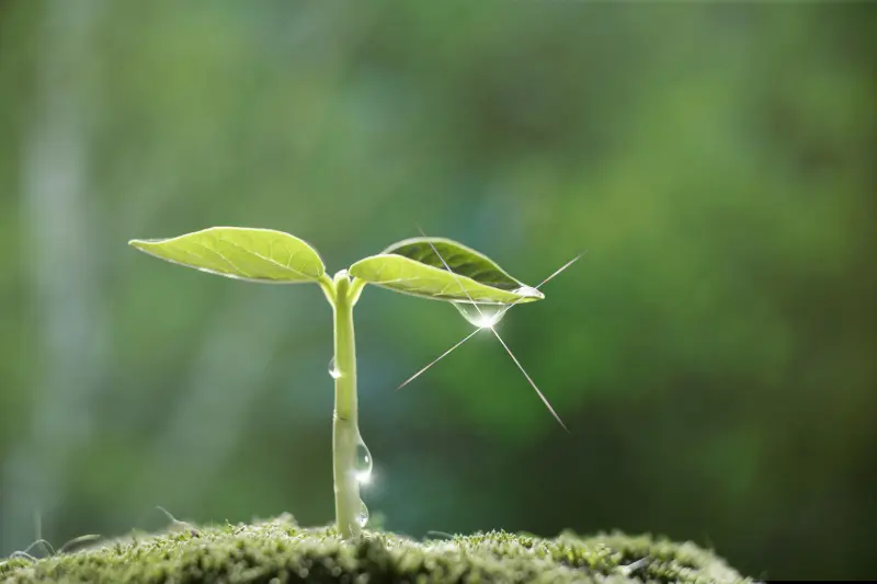 fertilizer