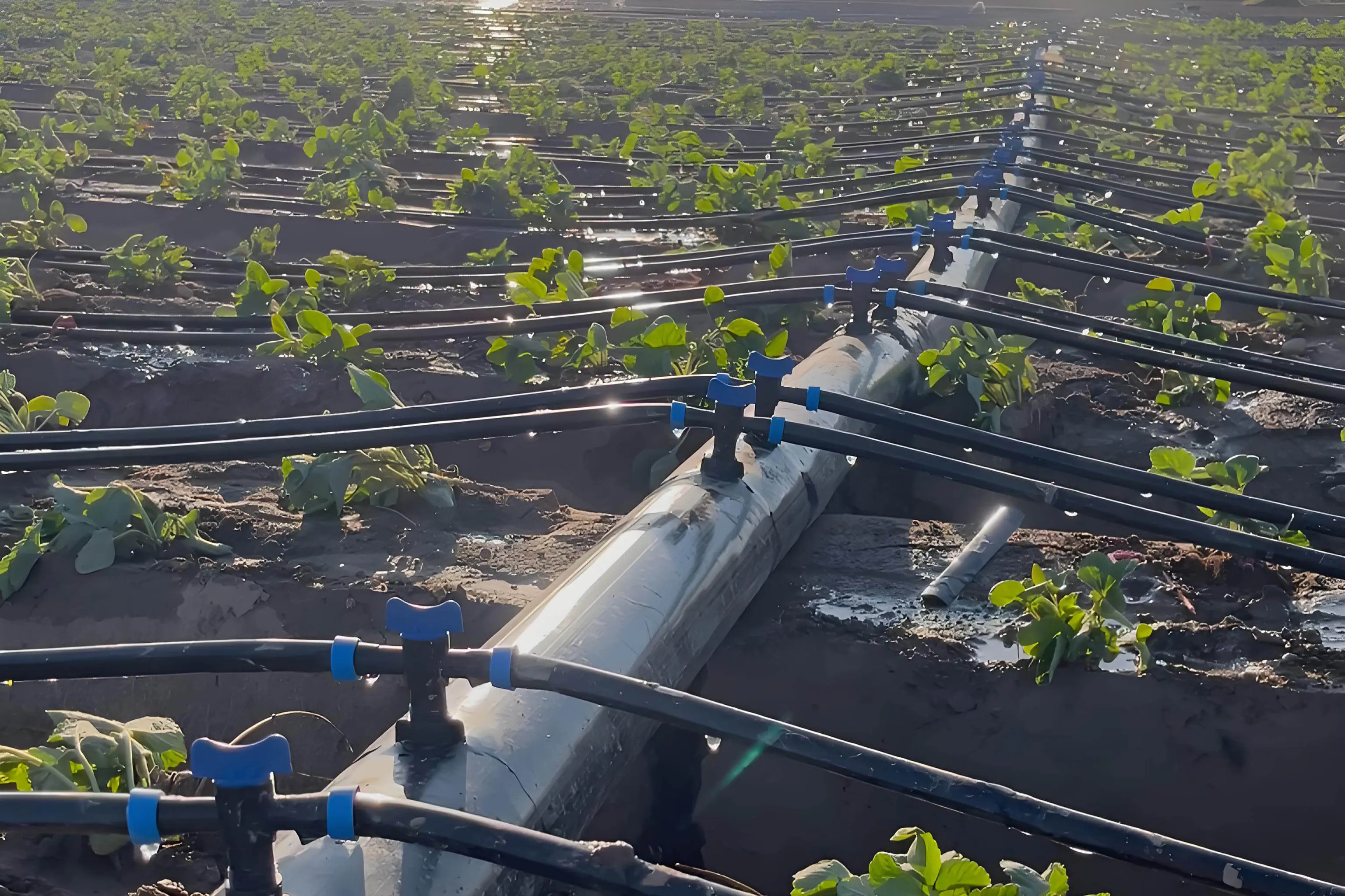 Drip irrigation with water-soluble fertilizer
