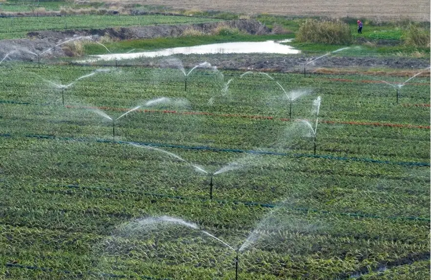 Water-Soluble Fertilizers.jpg
