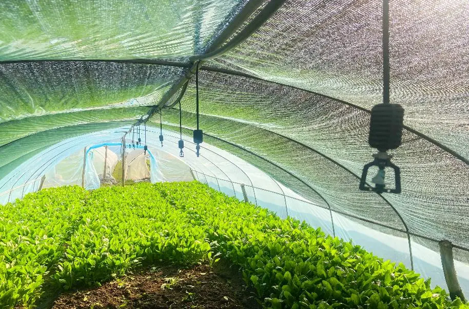 Why Fully Water-Soluble Fertilizers Outperform Conventional Ones?