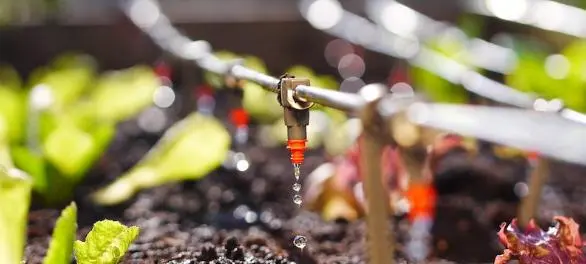 Water-Soluble Fertilizers（1）.jpg