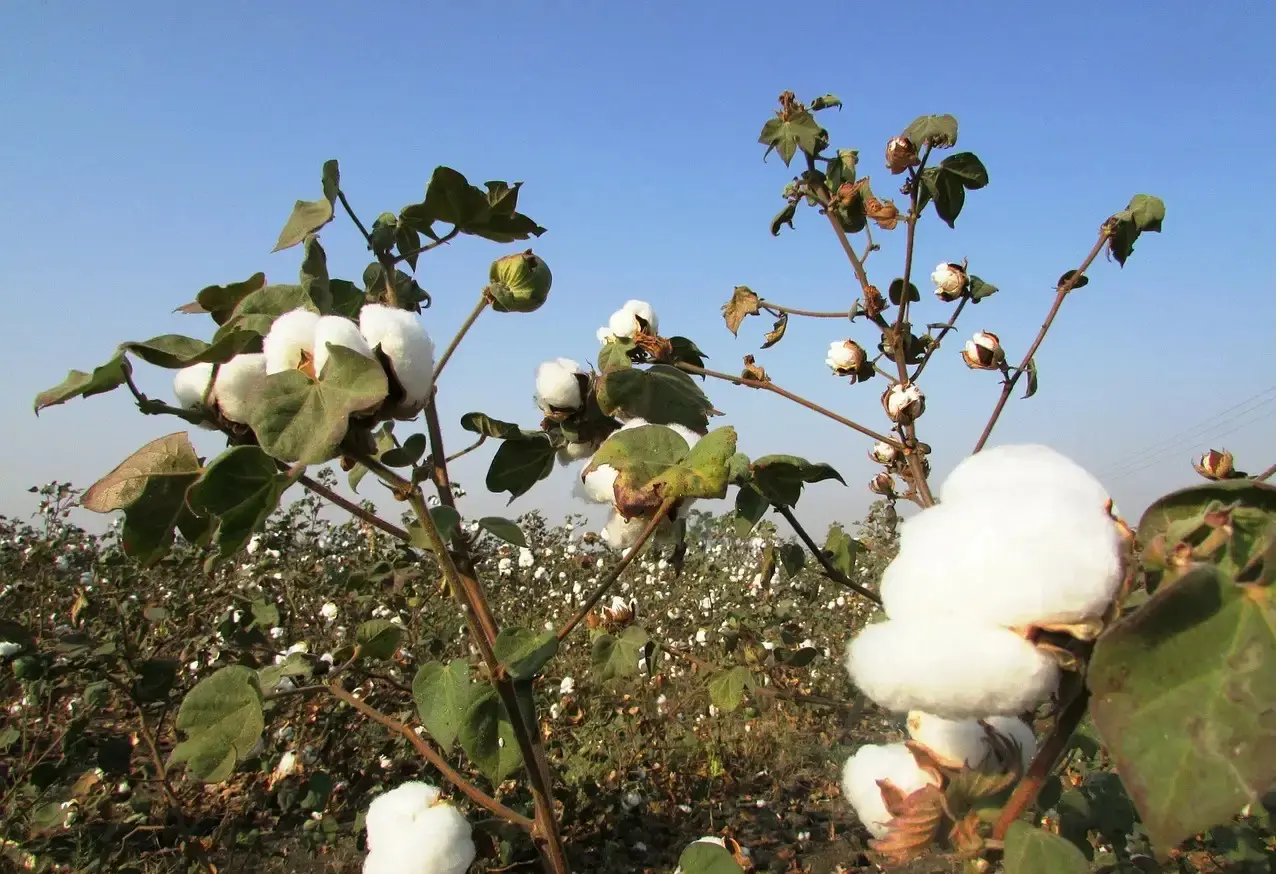 Urea Ammonium Nitrate Solution (UAN): A Game-Changer in Agriculture
