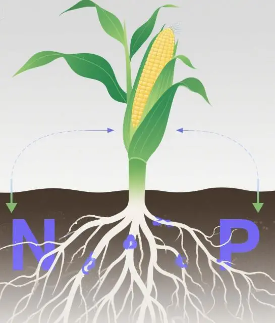 Ammonium Nitrate Phosphate(2).jpg